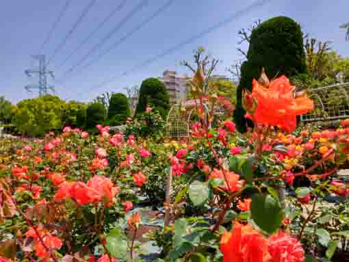 フラワーガーデンを彩るバラの花2