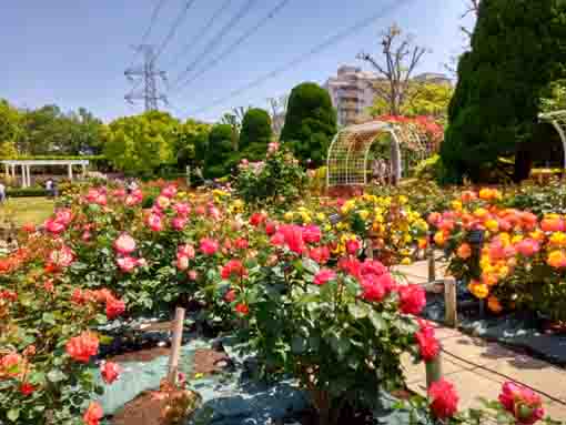 roses blooming in the flower garden in Kasai