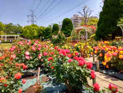 フラワーガーデンを彩るバラの花3