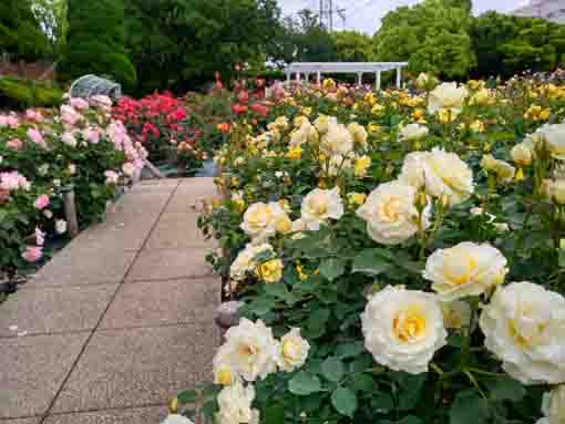 令和３年フラワーガーデンに咲くバラの花⑩