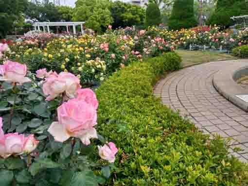 フラワーガーデンに咲くバラの花々９