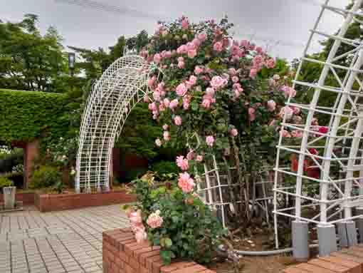 令和３年フラワーガーデンに咲くバラの花②