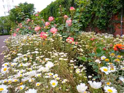 令和３年フラワーガーデンに咲くバラの花③