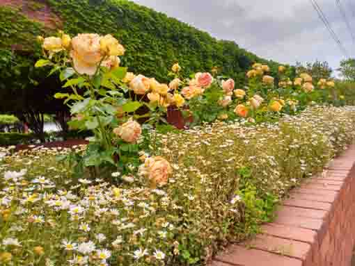 フラワーガーデンに咲くバラの花々１５