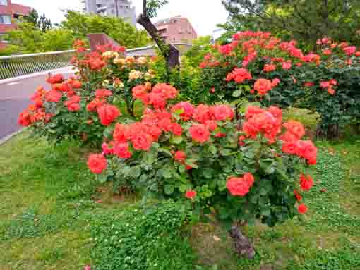 令和３年フラワーガーデンに咲くバラの花⑥