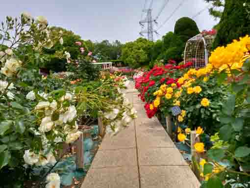 フラワーガーデンに咲くバラの花々２