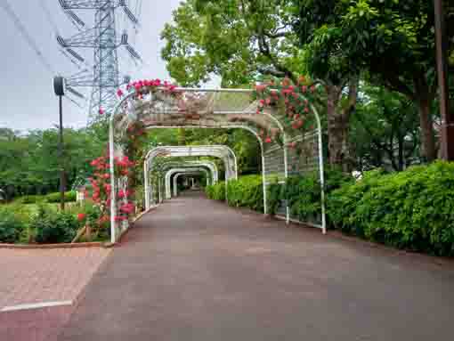 令和３年フラワーガーデンに咲くバラの花⑦