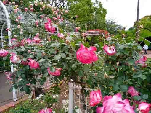 令和３年フラワーガーデンに咲くバラの花⑧