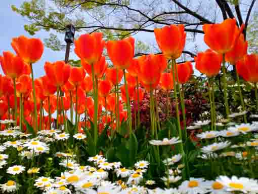 フラワーガーデンに咲くチューリップの花１