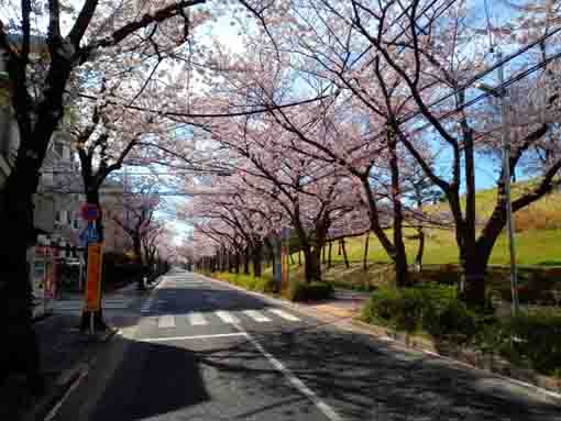 フラワーガーデン周辺に咲く桜の花々１