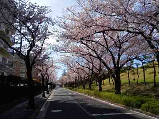 the cherry trees along the flower garden