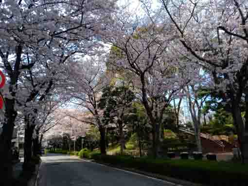 フラワーガーデン周辺に咲く桜の花々３