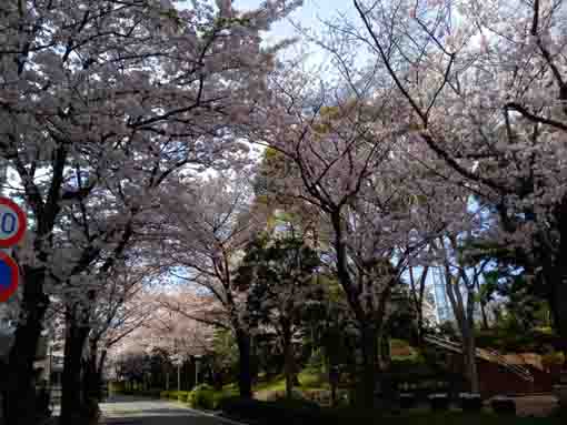 フラワーガーデン周辺に咲く桜の花々４
