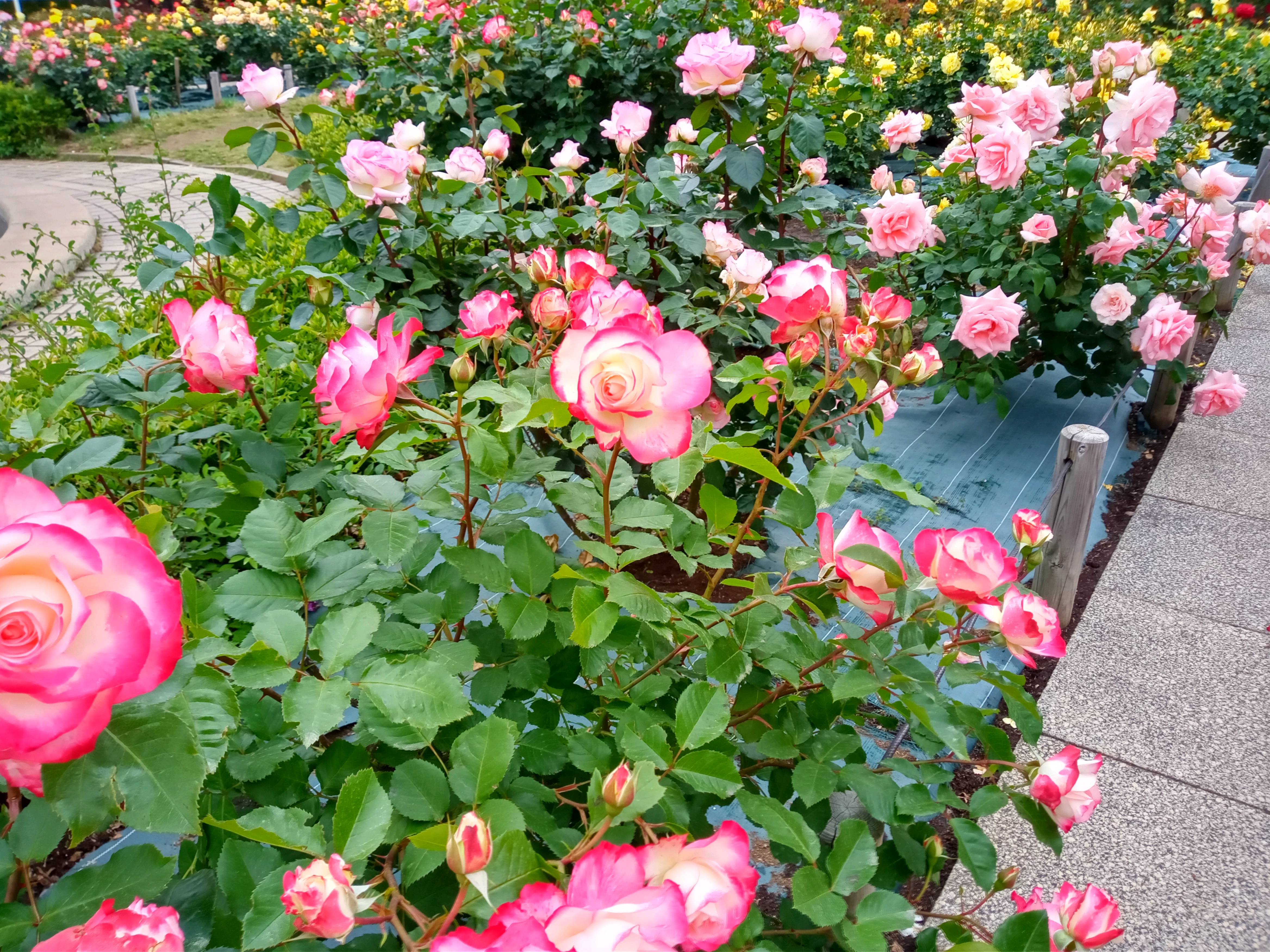 2021年初夏フラワーガーデンに咲くバラの花３３
