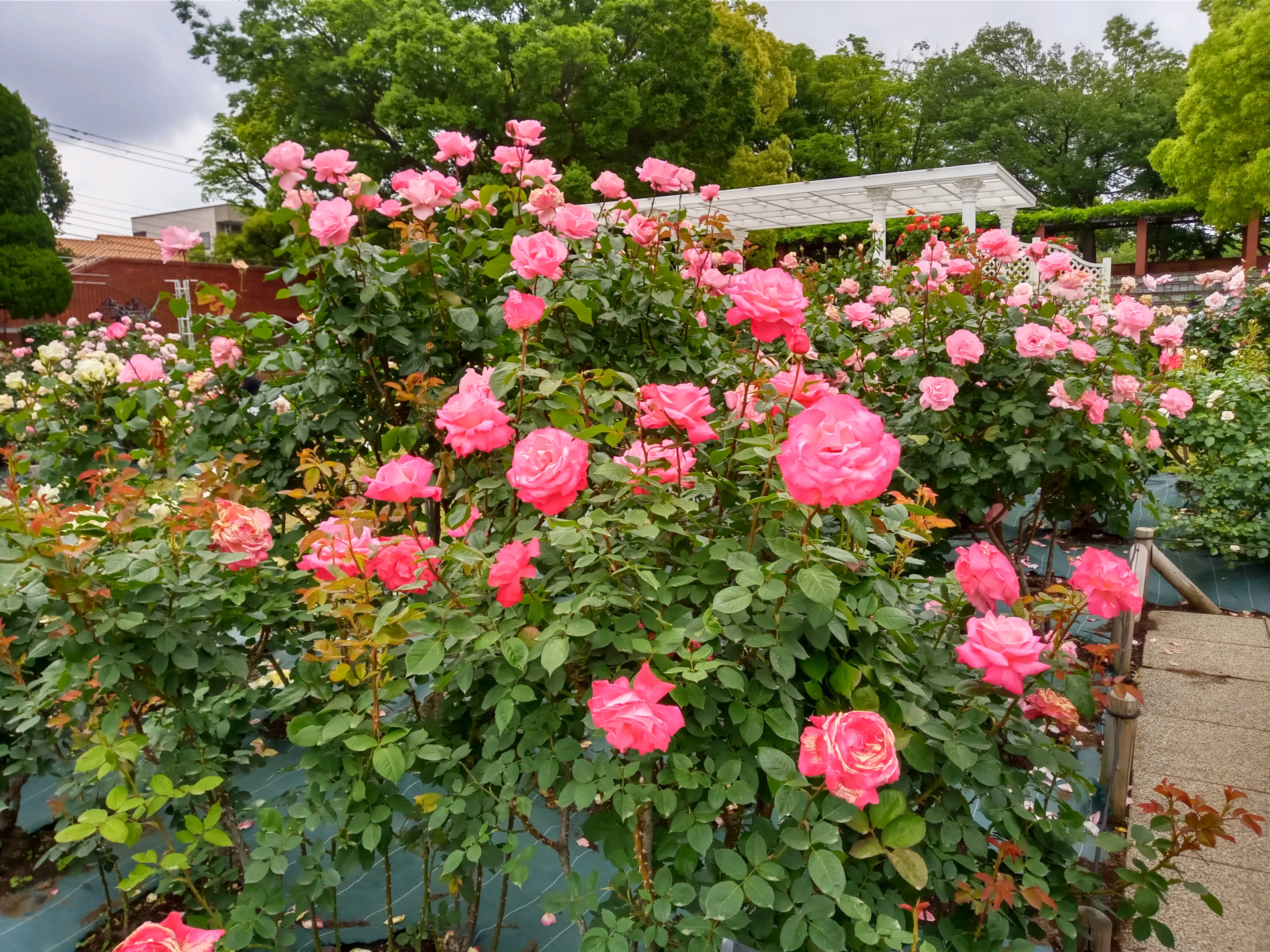 2021年初夏フラワーガーデンに咲くバラの花４１
