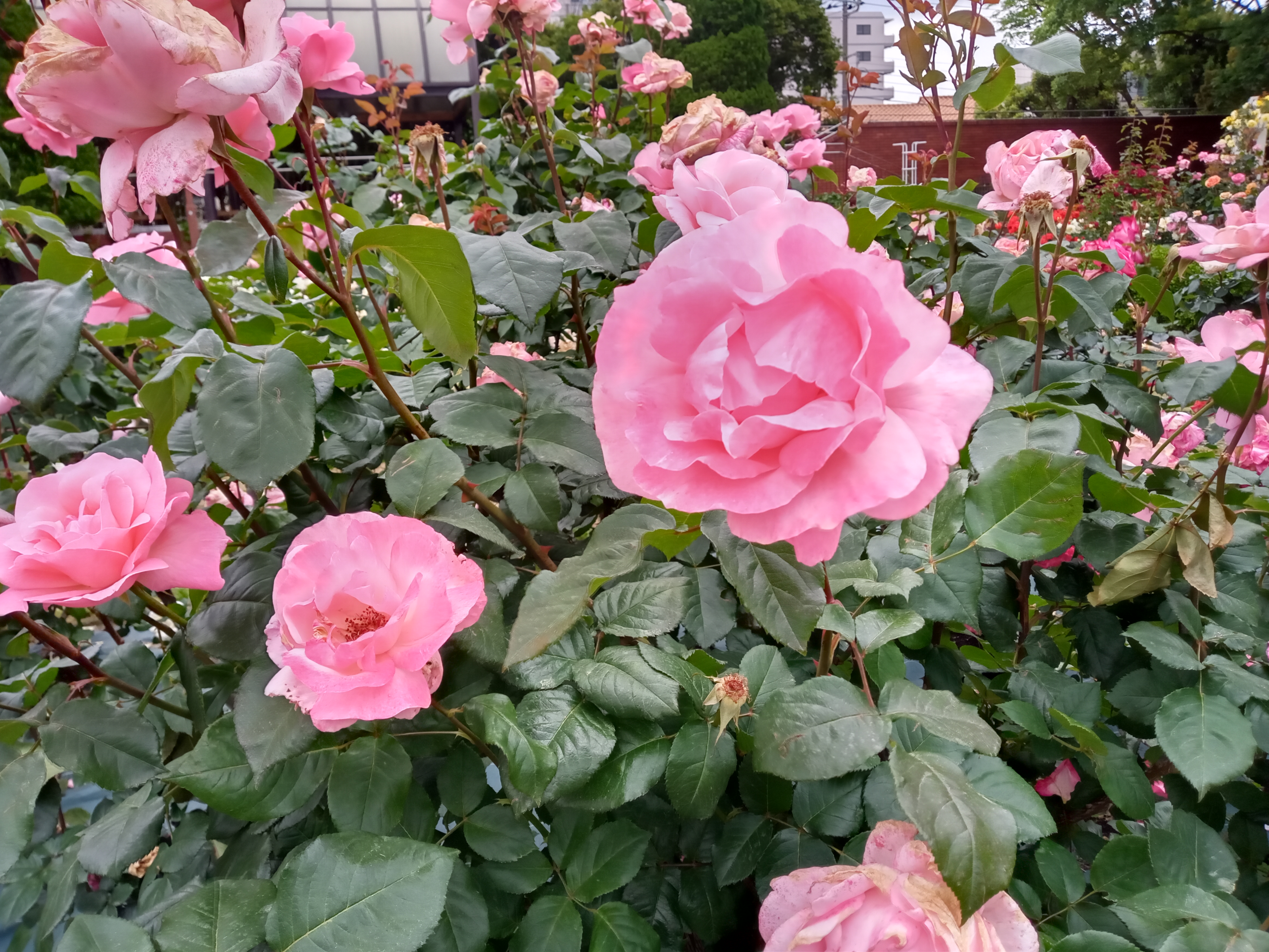 2021年初夏フラワーガーデンに咲くバラの花４３
