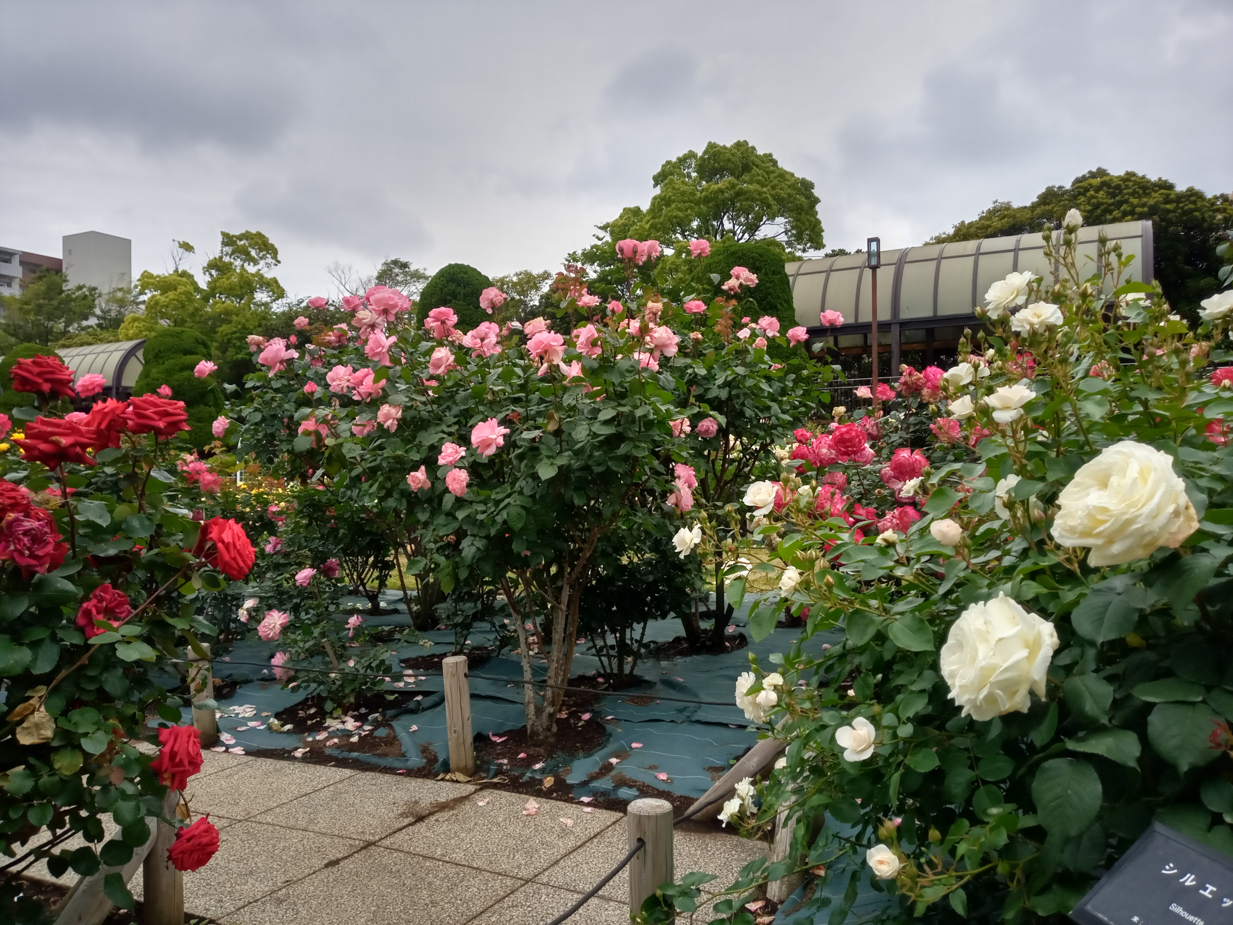 2021年初夏フラワーガーデンに咲くバラの花４８