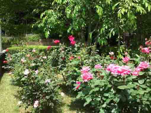 roses at Yoshizawa Garden Gallery
