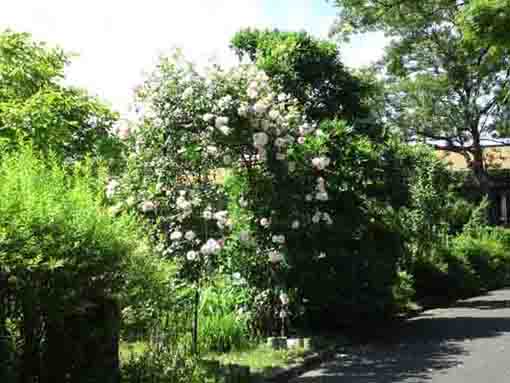 roses on the arch in Yoshizawa Garden