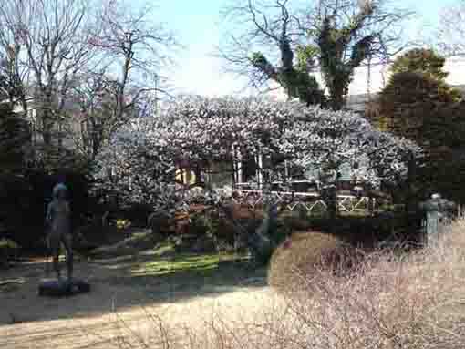 plam tree in Yoshizawa Garden Gallery