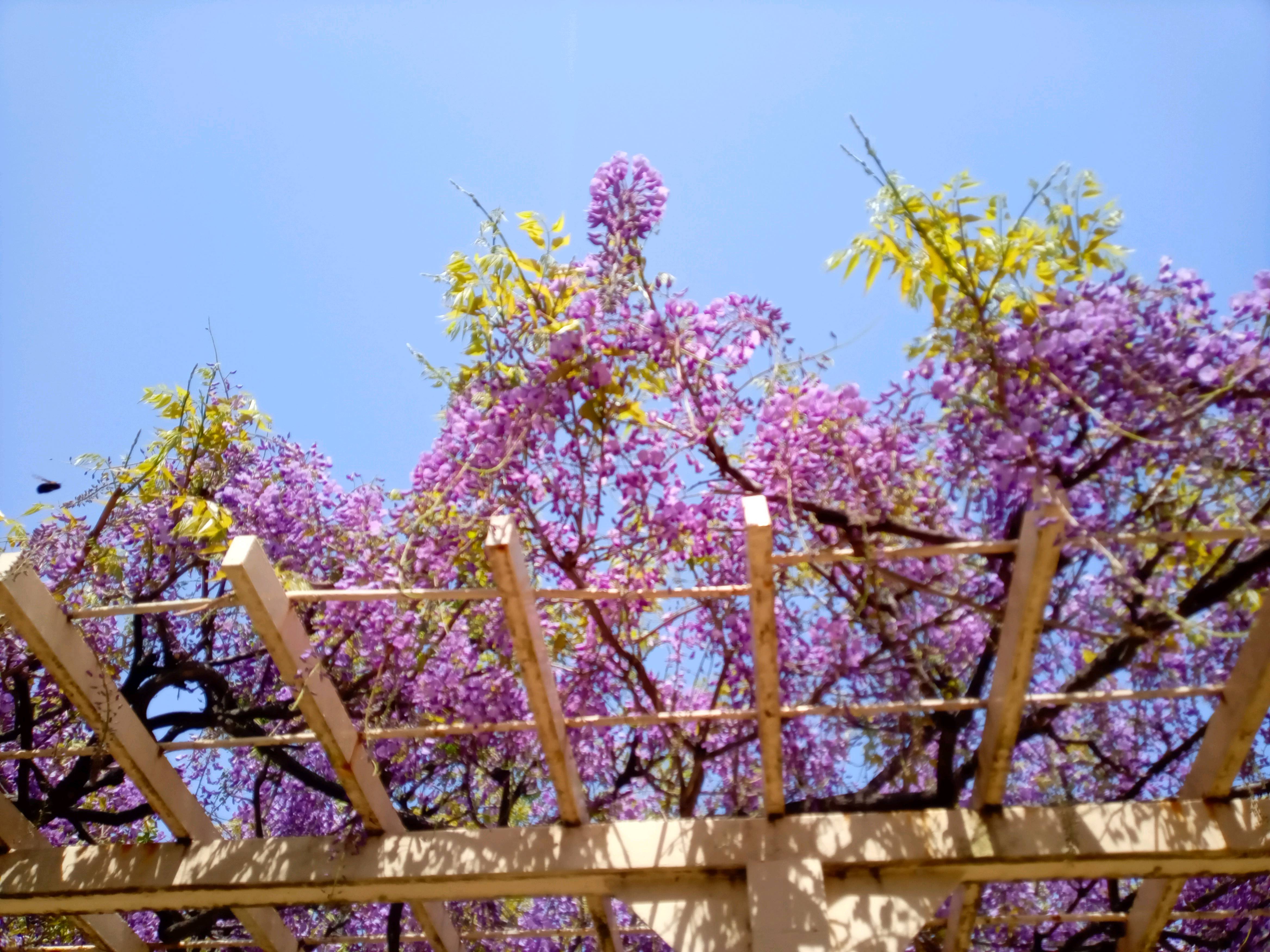 令和５年平井の公園に咲く藤の花