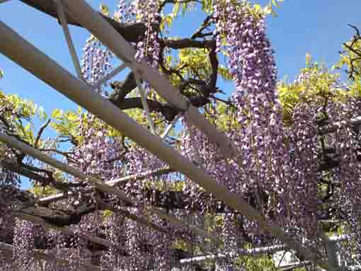 wisteria blossoms falling under the sky