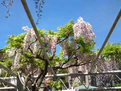 white young wisteria flowers in the sky