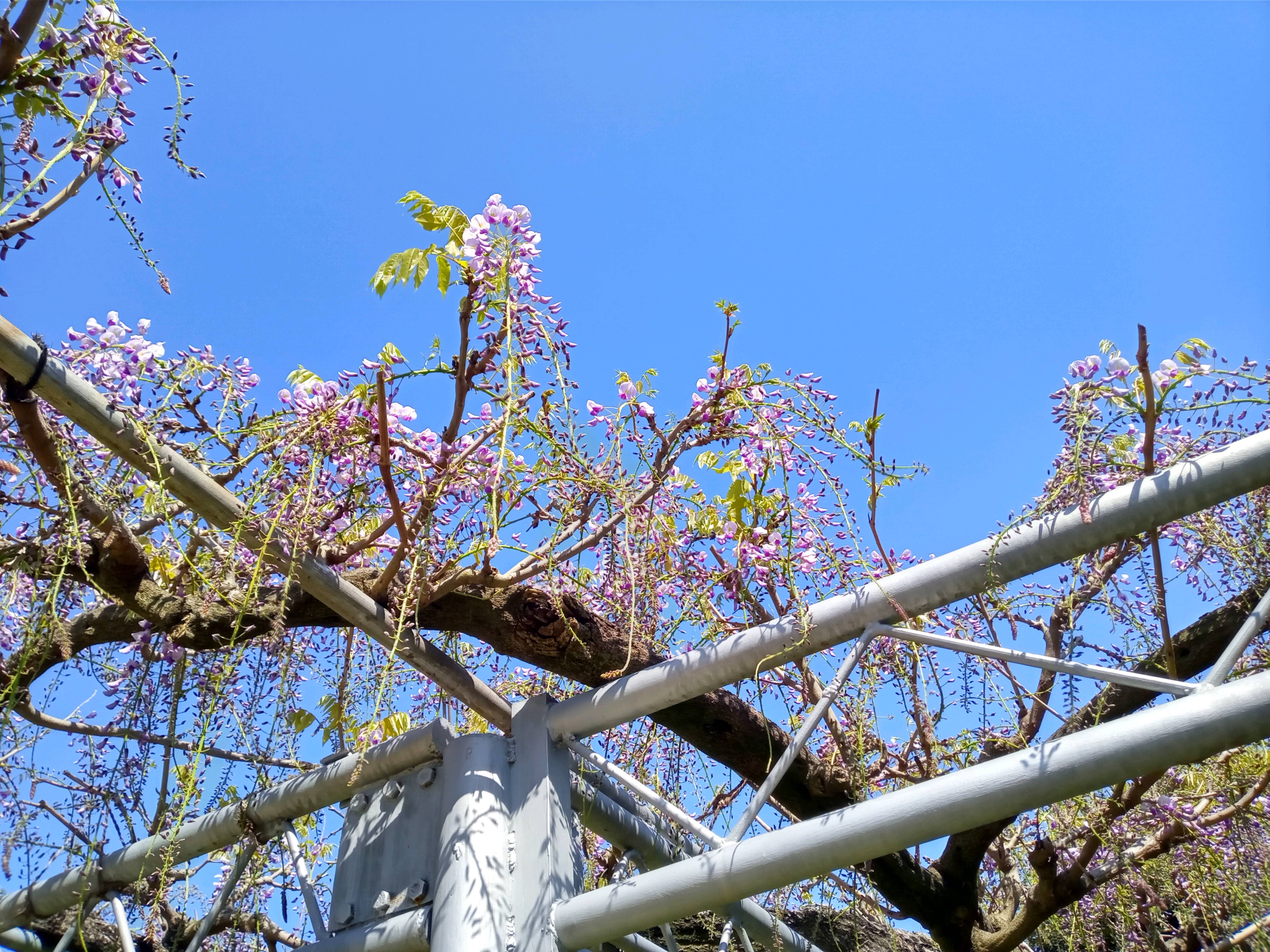 令和５年宮久保山高円寺咲き始めた藤の花