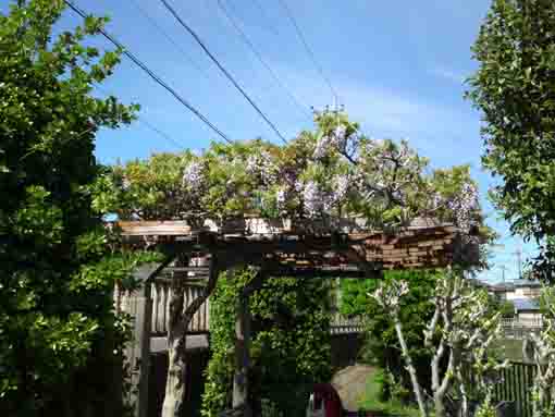 wisterai trellis in Kozato Koen Park ②