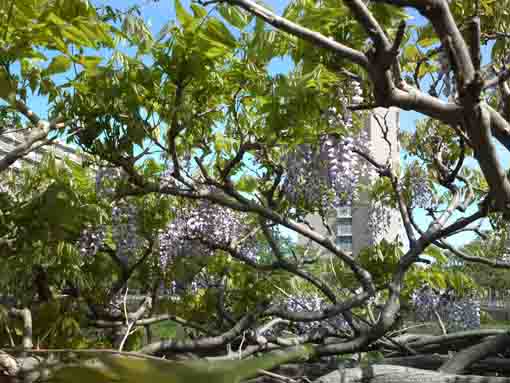 wisterai trellis in Kozato Koen Park ④
