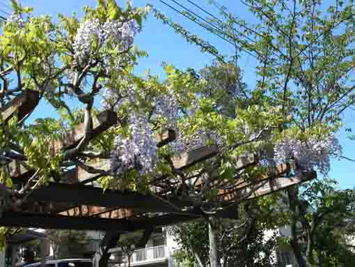 wisterai trellis in Kozato Koen Park ③