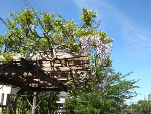 wisterai trellis in Kozato Koen Park ①