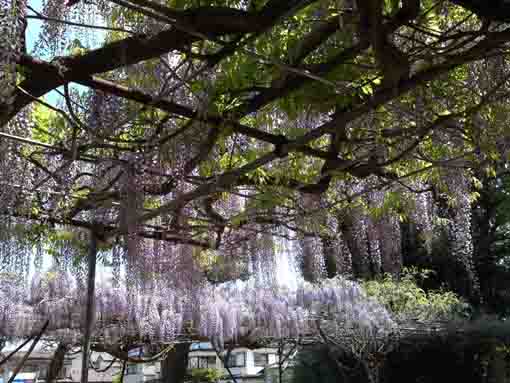 fully blooming wisteria flowers in Shogyoji