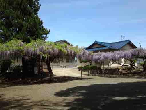 two large wisteria trellises in Shogyoji