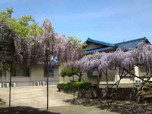 wisteria flowers hanging on the two trellises