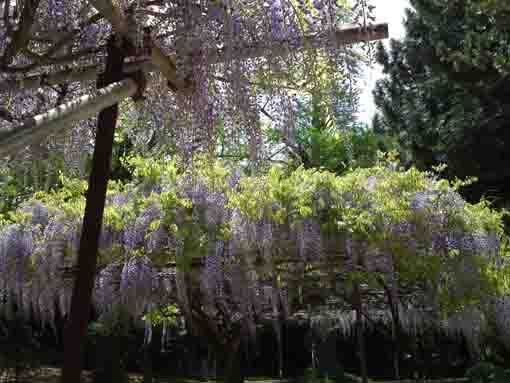 beautiful purple flowers in Shogyoji
