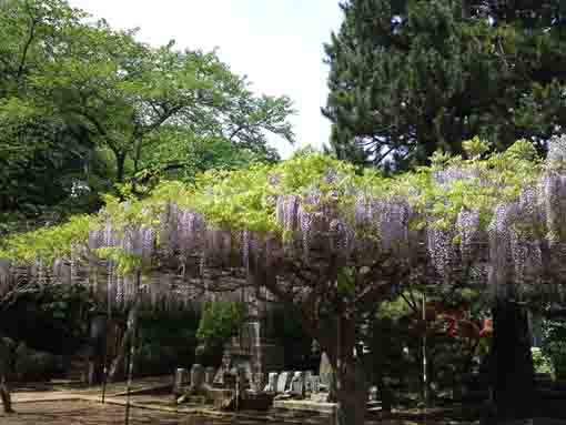 large wisteria trees in Shogyoji