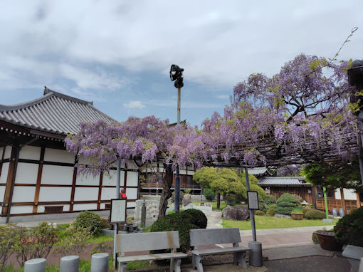 令和８年徳願寺に咲く藤の花１