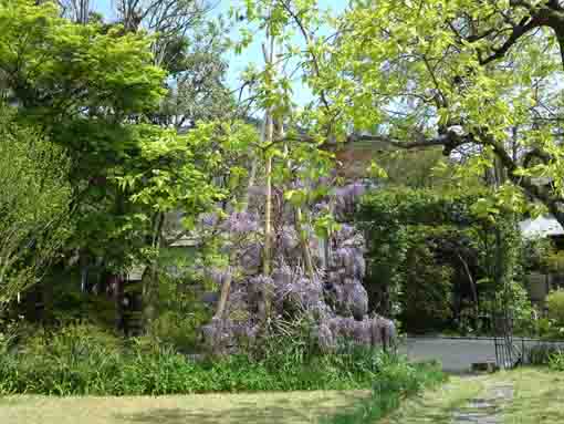 wisteria blossoms hanging in the garden