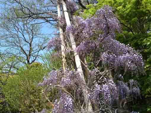 beautiful purple flowers in the garden