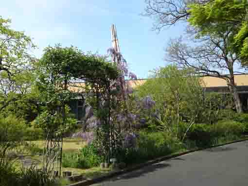 a wisteria tree standing on the garden 