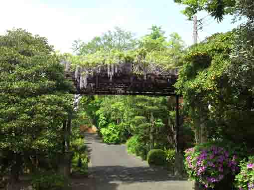 a wisteria trellis like a gate to the garden