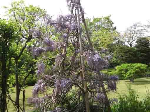 wisteria flowers blooming in the garden
