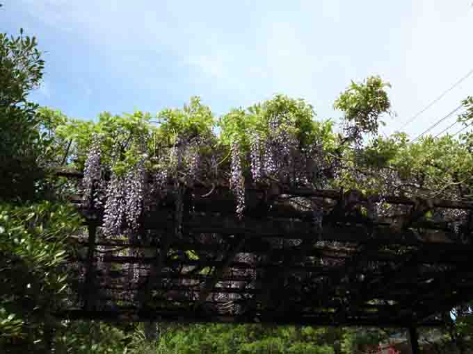 wisteria flowers hanging on the trellis