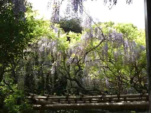wisteria blossoms blooming over the trellis