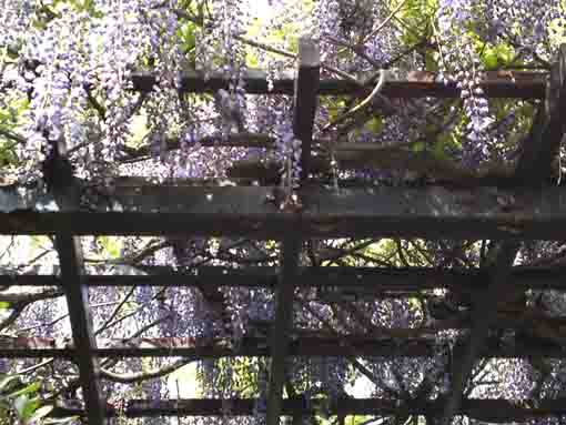 fully blooming wisteria blossoms