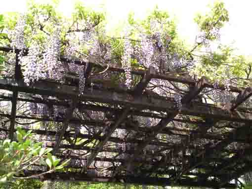 wisteria flowers in the sky