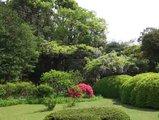the wisteria trellis in the garden