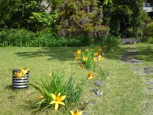 yellow flowers in front of the wisteria