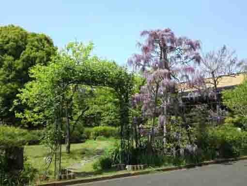 wisteria flowers in Yoshizawa Garden Gallery